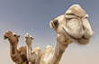 camels