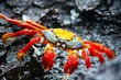 Red Rock Crab