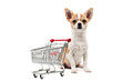 Pomeranian dog next to an empty shopping cart