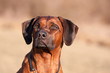 Rhodesian Ridgeback