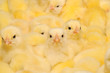 Photo en ligne au meilleur prix Group of Baby Chicks