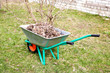 hand cart filled with dry leaves in the spring