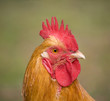 Rooster portrait