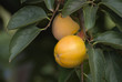 diospyros kaki (persimmon) on tree
