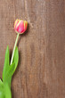 Tulpe auf Holz