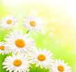 Beautiful background with grass and daisies  Vector