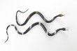Serpents