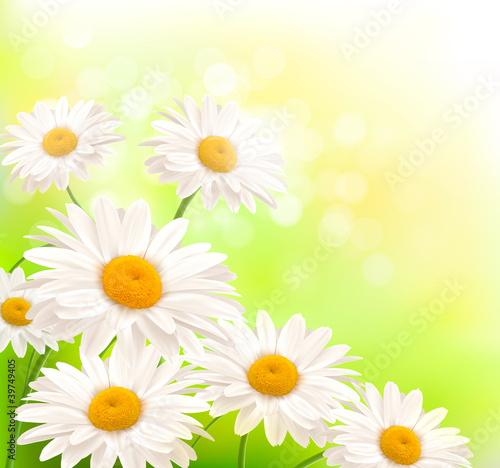 Vector: Beautiful background with grass and daisies Vector Beautiful background with grass and daisies Vector