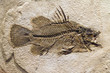 Fossil of a Fish