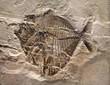 Fossil of a Fish