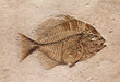 Fossil of a Fish