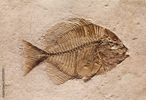 Photo: Fossil of a Fish Fossil of a Fish