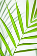 Foto: Tropical Leaf Closeup Tropical Leaf Closeup