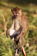 Photo: Macaque Monkey Macaque Monkey