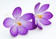 Leinwanddruck Bild - crocus