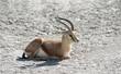 Dorcas Gazelle Sitting Dorcas Gazelle Sitting