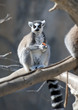 Ring Tailed Lemur Resting Ring Tailed Lemur Resting
