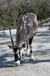 Close up of a Scimitar Horned Oryx Close up of a Scimitar Horned Oryx