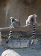 Ring Tailed Lemurs Resting Ring Tailed Lemurs Resting