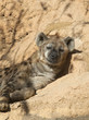 Spotted Hyena sleeping Spotted Hyena sleeping