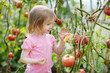 Adorable girl picking tomatoes in a garden