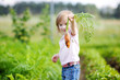 Adorable girl picking carrots in a garden