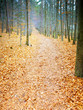 autumn forest