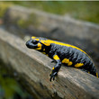 Feuersalamander