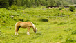 Brown horse in a pasture Brown horse in a pasture