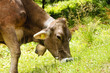 Cow in a pasture Cow in a pasture