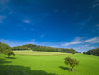 September: grüne Wiese und Mischwald in Mitteleuropa