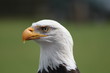 Weißkopfseeadler - "Adlerblick"