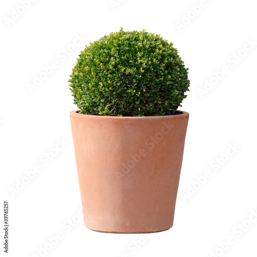 Foto: Buchs freigestellt Buchs freigestellt