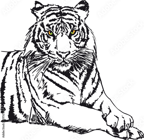 Vector: Sketch of white tiger. Vector illustration Sketch of white tiger. Vector illustration