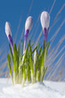 Crocus vernus Crocus vernus