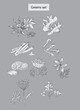 greens and spices set hand drawn illustrations