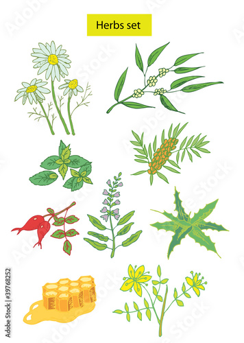 Vector: herbs set hand drawn illustrations herbs set hand drawn illustrations