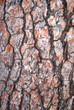 CORTEZA DE PINO CON ESCRITOS. FONDOS Y TEXTURAS CORTEZA DE PINO CON ESCRITOS. FONDOS Y TEXTURAS