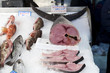 Swordfish (Xiphias gladius) Swordfish (Xiphias gladius)
