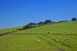 Sunny sheeps