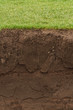 Trimmed Grass over exposed soil