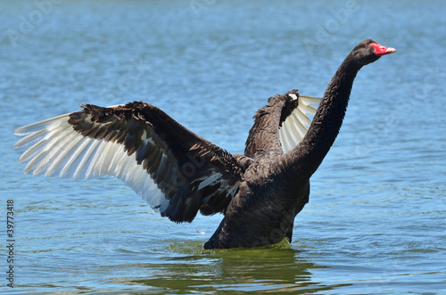 Photo: Wildlife and Animals - Black Swan Wildlife and Animals - Black Swan