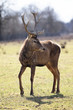deer in alert