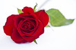 Rosenrot