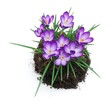 Leinwanddruck Bild - crocus