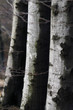 Buchenwald im Winter nach einem Regenschauer Buchenwald im Winter nach einem Regenschauer