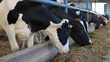 Video: Cows on Farm Cows on Farm