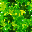 seamless pattern with green leaves. Vector illustration seamless pattern with green leaves. Vector illustration