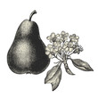 Fleurs de poirier