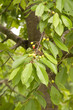 Kirschbaum